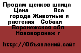 Продам щенков шпица › Цена ­ 20 000 - Все города Животные и растения » Собаки   . Воронежская обл.,Нововоронеж г.